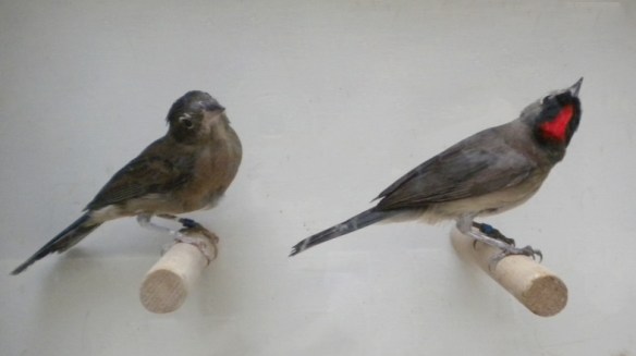 Fringuello coronato (coppia)