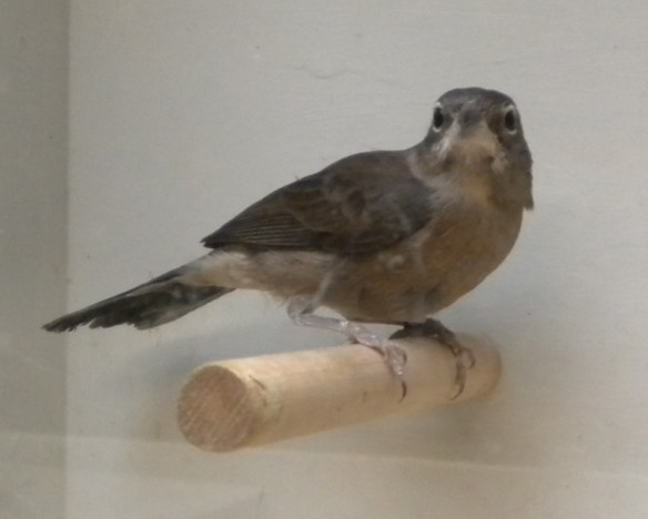 Fringuello coronato (femmina)