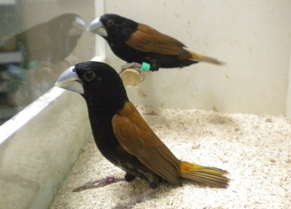 Cappuccino becco grosso (coppia)