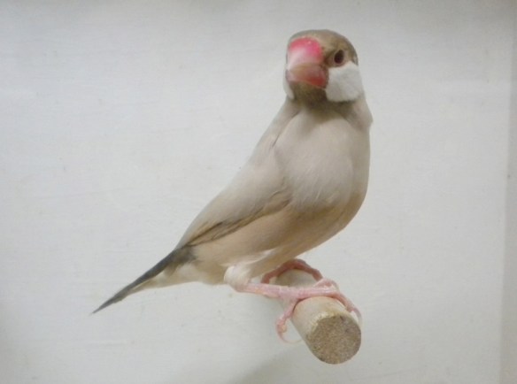 Feomelanico (maschio)