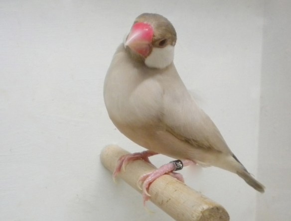 Feomelanico (maschio)