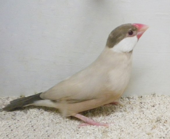 Feomelanico (femmina)