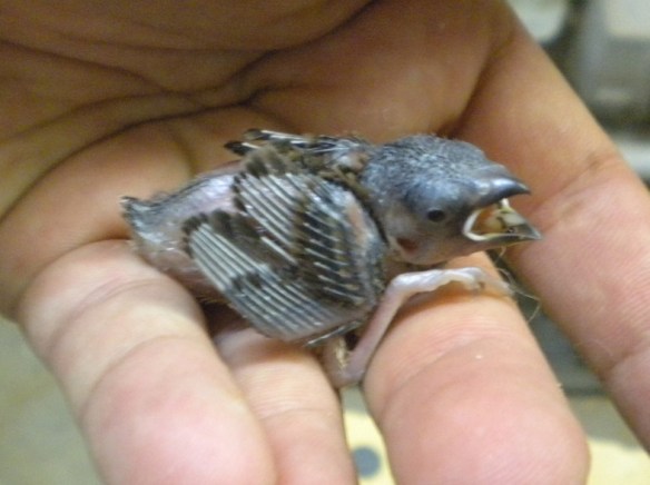 pulcino di Grandis a 7 giorni di vita