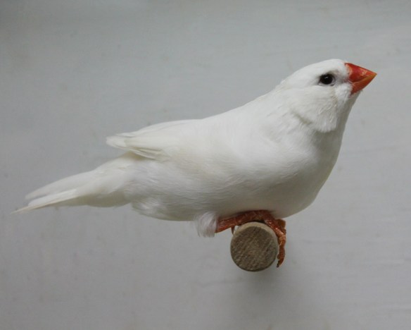 Grigio ino guancia (femmina)