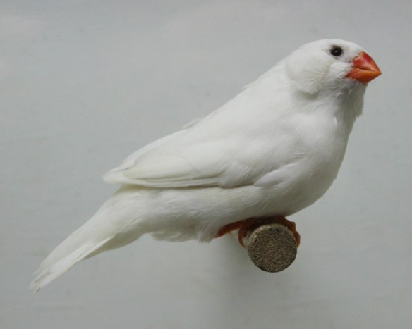 Grigio ino guancia (femmina)