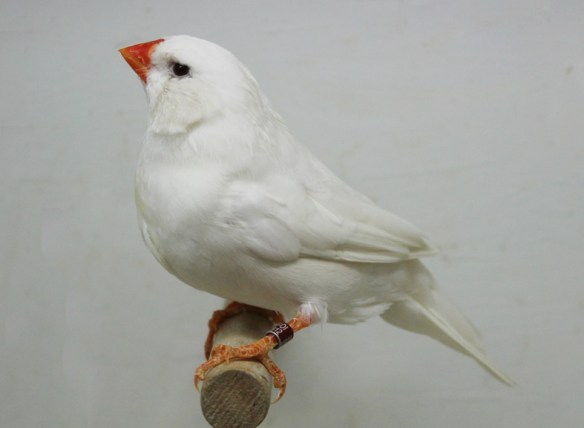 Grigio ino guancia (femmina)