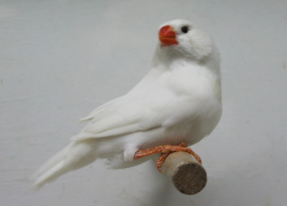 Grigio ino guancia (femmina)