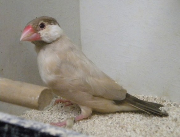 Feomelanico (femmina)