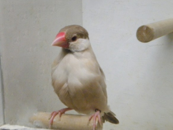 Feomelanico (femmina)