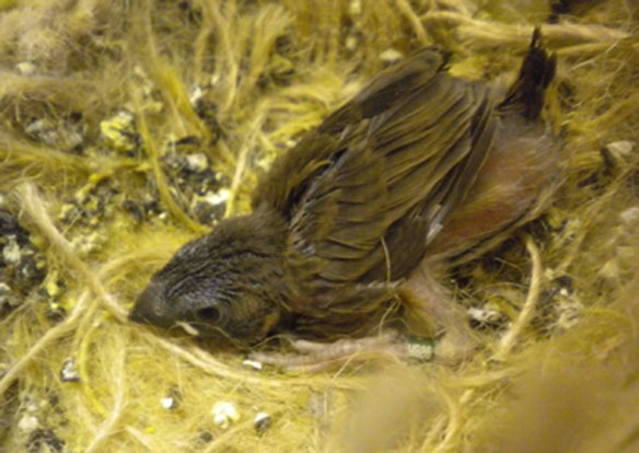 pulcino di Grandis a 15 giorni di vita