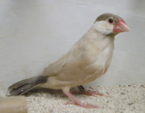 Feomelanico (femmina)