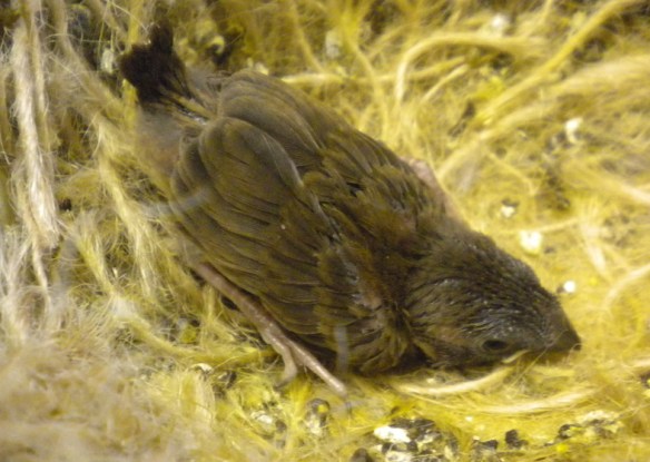 pulcino di Grandis a 15 giorni di vita