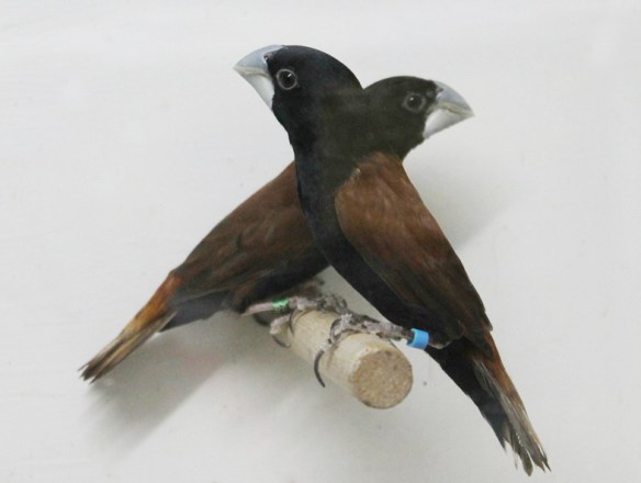 Giovani Grandis a muta finita