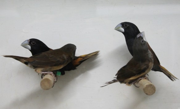 Cappuccino becco grosso (coppia adulta con figli)