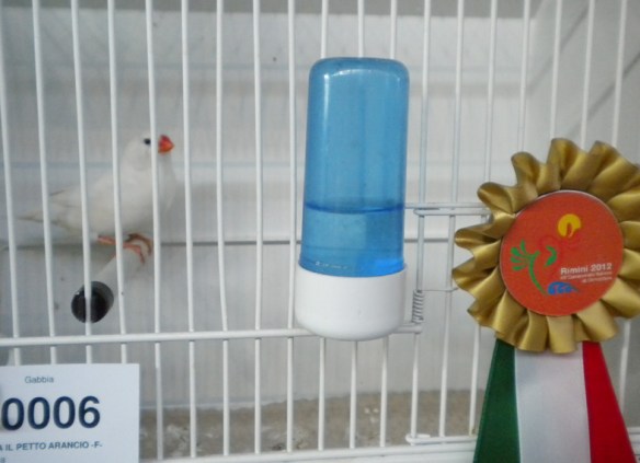 Campionato Italiano Rimini 2012 (3° class. altre combinazioni femmina)