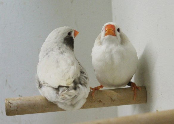 Due femmine a confronto: grigio ino guancia nera e grigio mascherato guancia nera