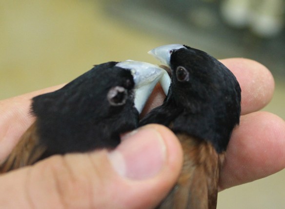 Da SN: maschie e femmina a confronto