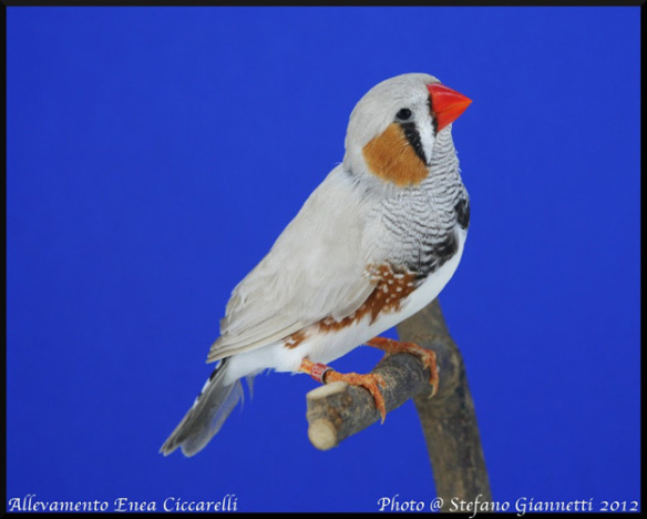 Grigio EuMax o Seifert (maschio)