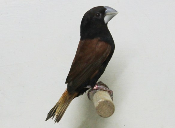 Cappuccino becco grosso (femmina)