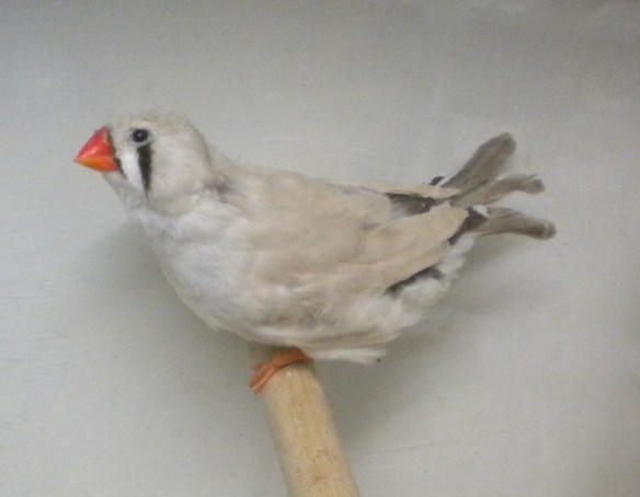 Grigio EuMax (femmina)