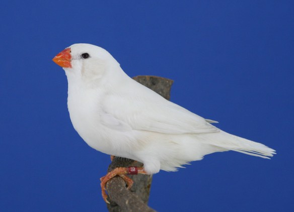 Grigio ino guancia (femmina)