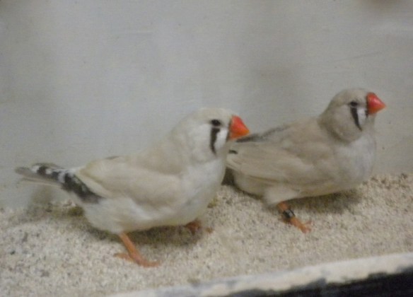 Da SN: Grigio Mascherato occhio rosso e Grigio EuMax a confronto