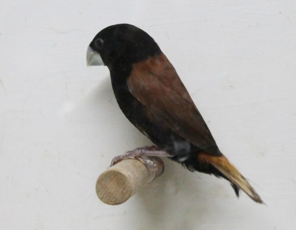 Cappuccino becco grosso (femmina)