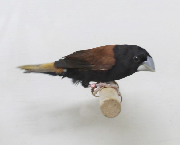 Cappuccino becco grosso (femmina)