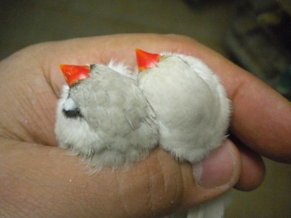 Grigio Mascherato occhio rosso e Grigio EuMax (femmine) a confronto