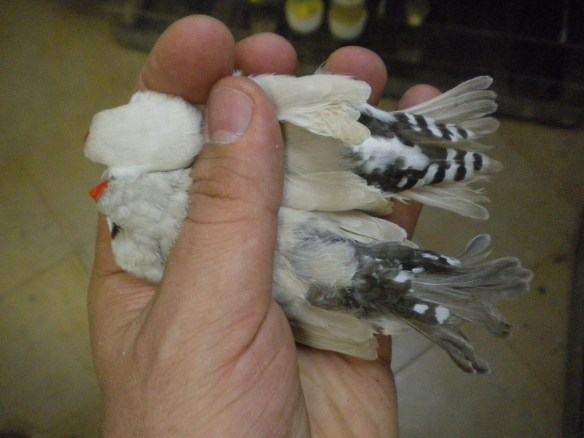 Grigio Mascherato occhio rosso e Grigio EuMax (femmine) a confronto