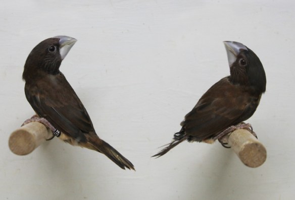 Cappuccino becco grosso (giovani)