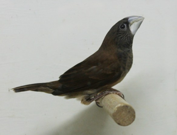 Cappuccino becco grosso (giovane maschio)