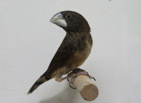 Cappuccino becco grosso (giovane maschio)