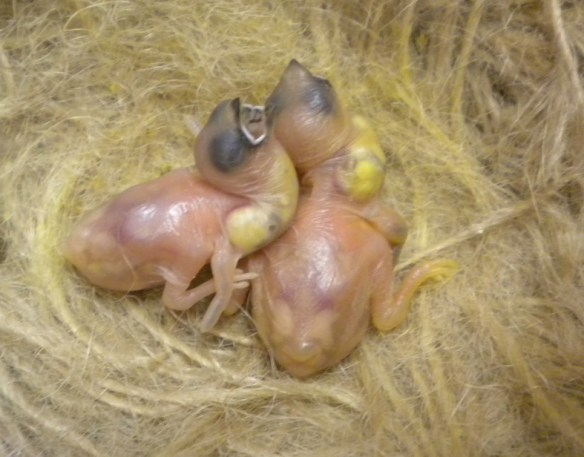 da SN: pulcino di Grandis insieme ad un passero del Giappone