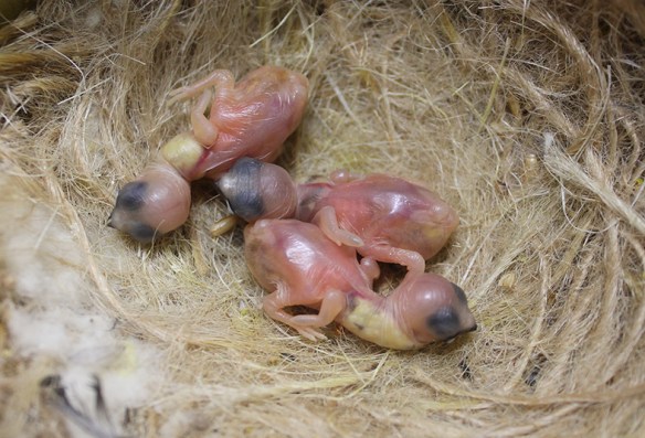 Tre Lonchura Grandis a pochi giorni di vita