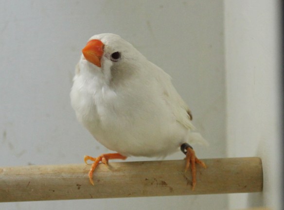 Grigio Ino guancia nera (femmina)