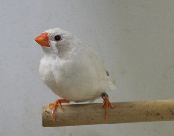 Grigio Ino guancia nera (femmina)