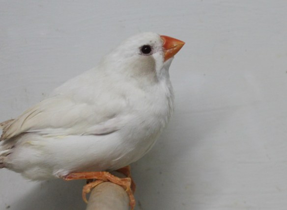 Grigio Ino guancia nera (femmina)