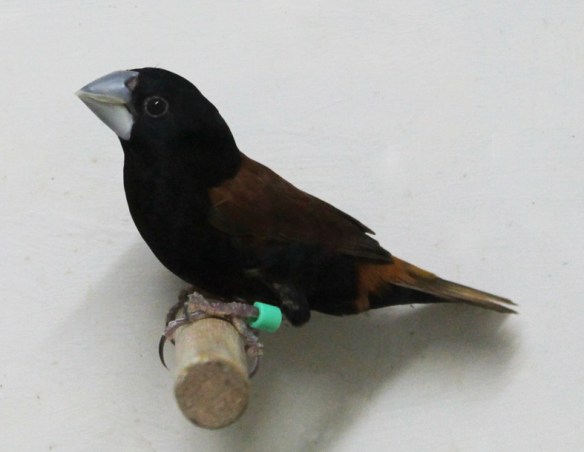 Cappuccino becco grosso (maschio)