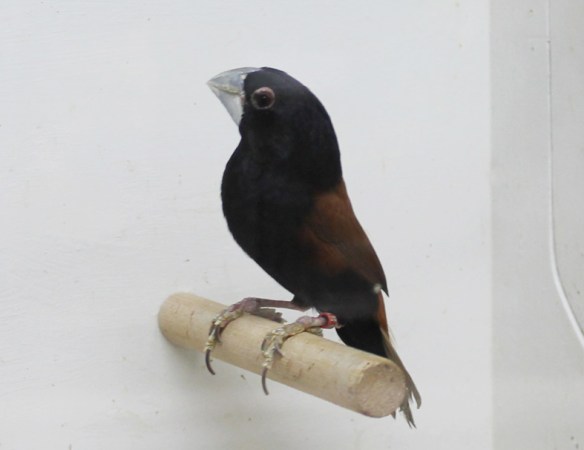 Lonchura Grandis (maschio)