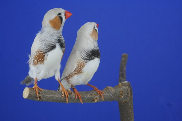 Grigio EuMax e Grigio Mascherato occhio rosso a confronto