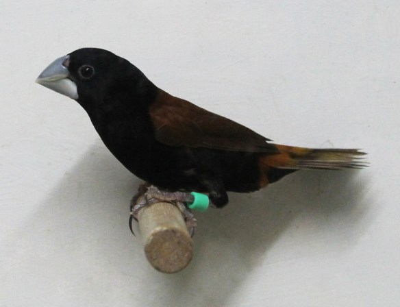 Cappuccino becco grosso (maschio)