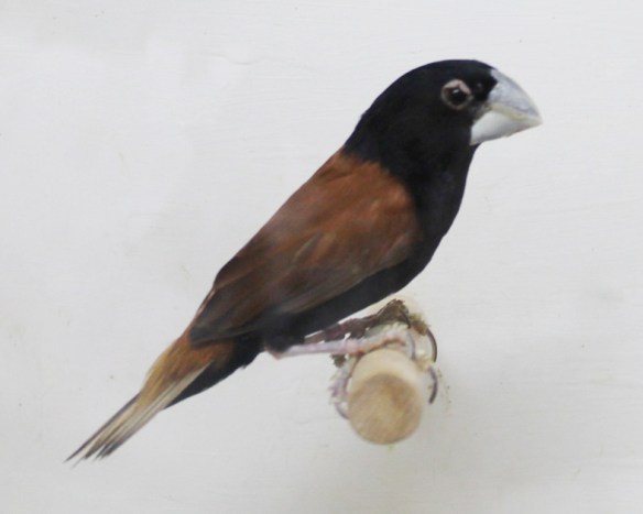 Cappuccino becco grosso (maschio)