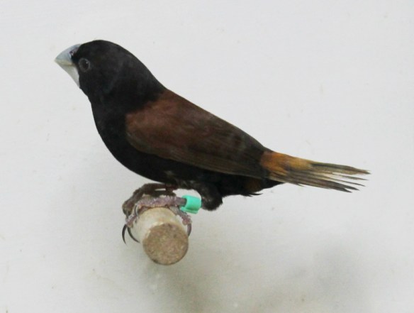 Cappuccino becco grosso (maschio)