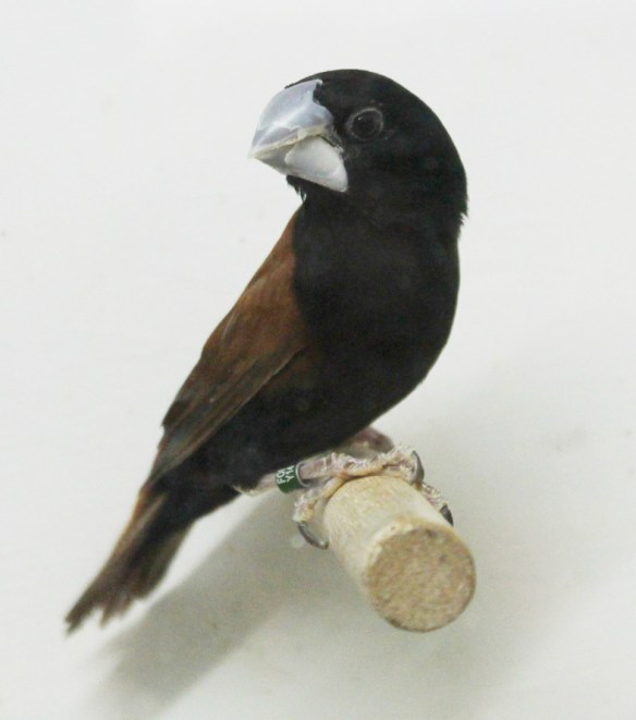 Giovane Cappuccino becco grosso (maschio) a muta finita