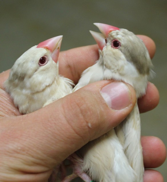 Giovani feomelanico in fase di muta