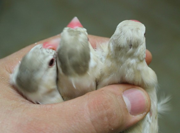 Giovani feomelanico in fase di muta