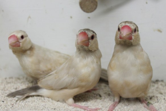 Giovani feomelanico in fase di muta