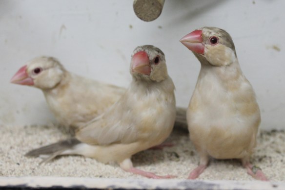 Giovani feomelanico in fase di muta