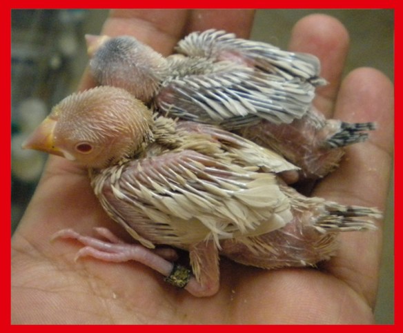 Padda feomelanico e mascherato a 15 giorni